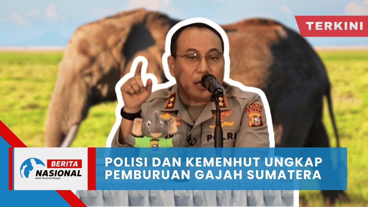 Berita Nasional Terkini | Polisi Dan Kemenhut Ungkap Pemburuan Gajah Sumatera