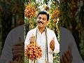 Indian Biloti Khejur Farm🌴Village Farmer Selling Fresh Dates Hindi Shorts Video#Khejur#DatesFruit...