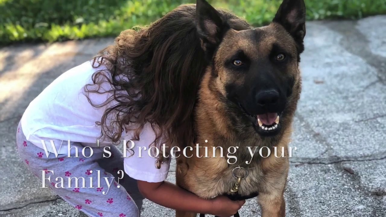 Marko: for sale fully trained Belgian Malinois family protection attack dog.