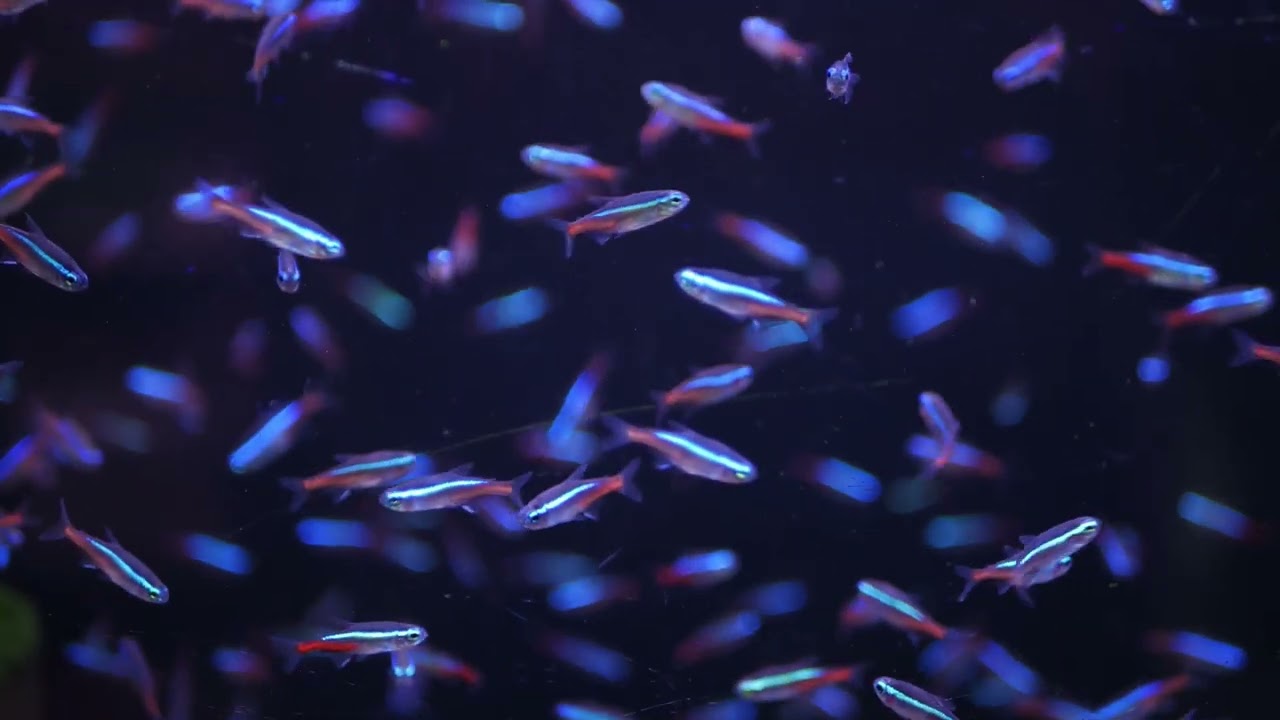 Neon Tetra Aquarium | 10 Hours of Mesmerizing Fish in HD