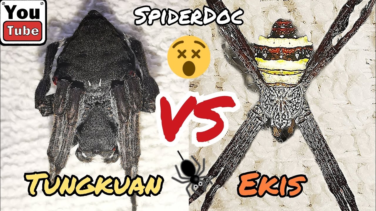 InterSpecies Spider Fight: TUNGKUAN vs EKIS. Gagambang Bilutan Ang Labanan!
