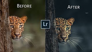 How To Edit Wild Photography In Lightroom |Moody Black Lightroom Tutorial |Wild Photography | screenshot 5