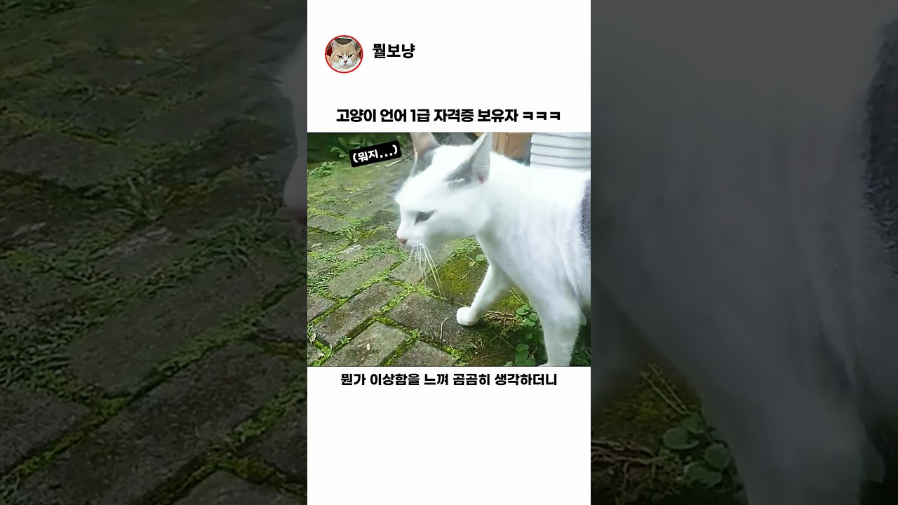 고양이 언어 1급 보유자
