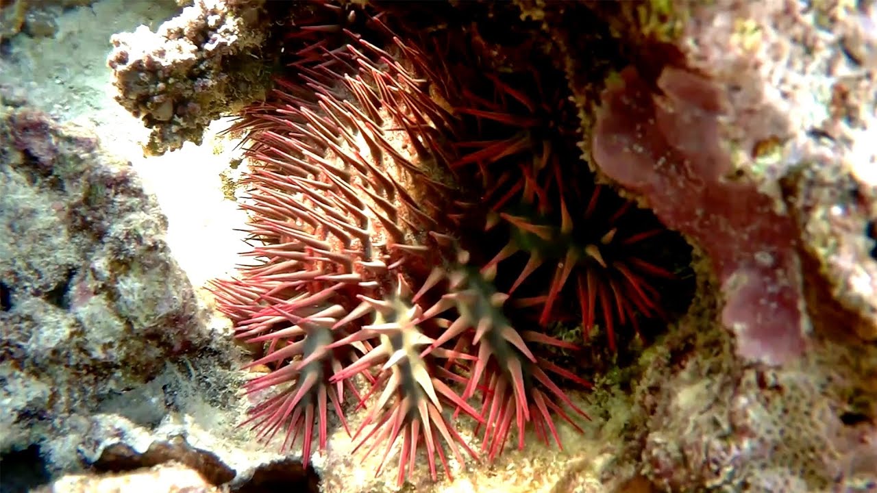 Crown-of-thorns Starfish (Acanthaster planci), Ядовитая Морская звезда Терновый венец