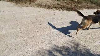 Op Bezoek Bij Animal Rescue Kos Dogs - Modestos