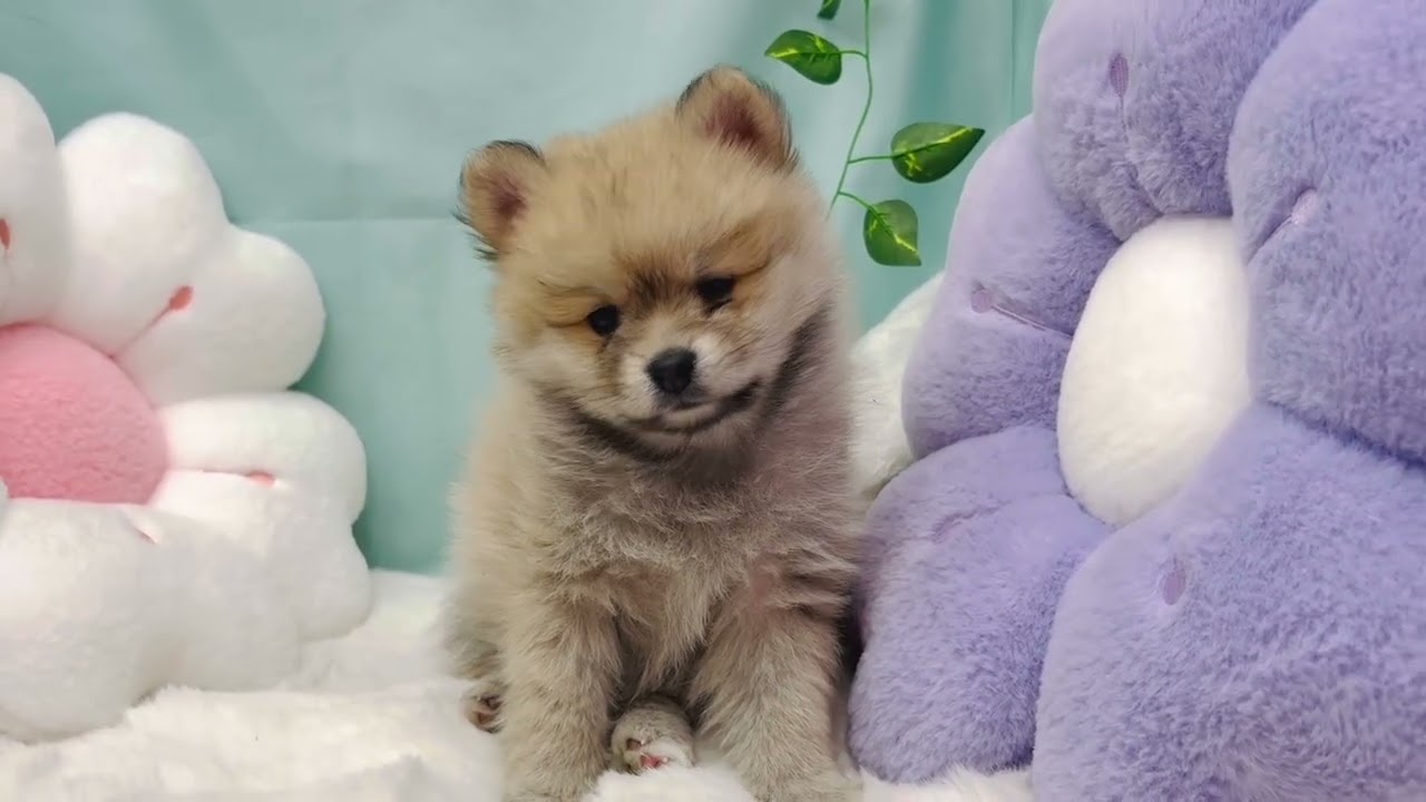 【ポメラニアン】【200829】ペットショップ犬の家＆猫の里　刈谷店