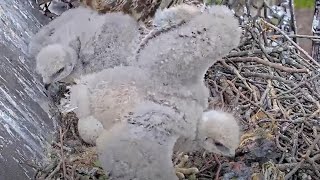 Red-tailed Hawk Chicks Stretch And Lumber Around Nest – May 16, 2024