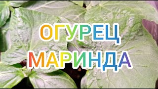 Пикировка огурцов, Огурец сорта МАРИНДА 14 дней от посева.