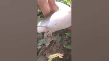 Cá Chốt Giấy Vậy To Chưa ae