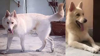 Traind 12 Month Old White German Shepherd Puppy For Sale At Kolkata