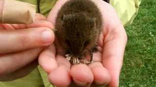 Meadow Vole Eating A Clover