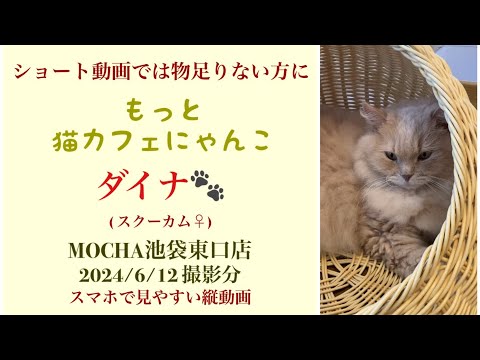 【完全版】 🐱ダイナ🐱 猫カフェMOCHA池袋東口店 (スクーカム♀) 2024/6/12 撮影分 #日替わり猫カフェにゃんこ
