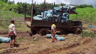 Truck carrying agricultural products stuck in mud