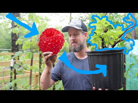 Video: Simple Ways To Propagate Raspberries