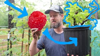 How to Propagate Raspberries the Easy Way [Turning $15 into $75 in 7 Minutes]