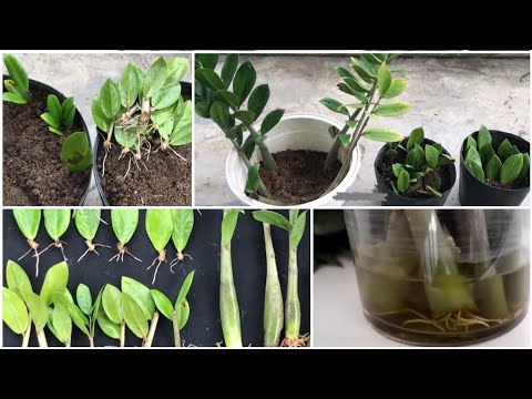 Video Nhân giống cây kim tiền bằng thân, lá. Phương pháp nào... - youtube