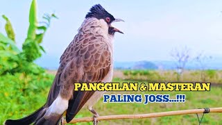 Suara Burung Kutilang Paling Josss..!!! Untuk  Panggilan dan Masteran Burung Kutilang