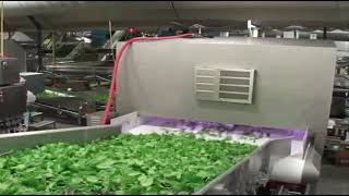Sorting Spinaches – Optical Efficiency with #Discovery | RAYTEC VISION SpA