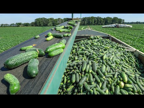 Amazing Cucumber Growing & Harvseting Technology. How to Pickles Made. Cucumber Pickles Processing
