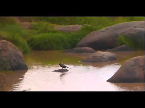 African Darter (Anhinga rufa) 
