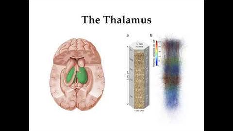 Gradients of Brain Organisation - Session 1: Mac Shine, University of Sydney, Australia