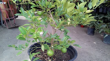 ¿Cuánto crecen los limoneros en maceta?