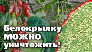 БЕЛОКРЫЛКА. ЧЕМ ОПАСНА, КАК НАЙТИ И ВЫВЕСТИ