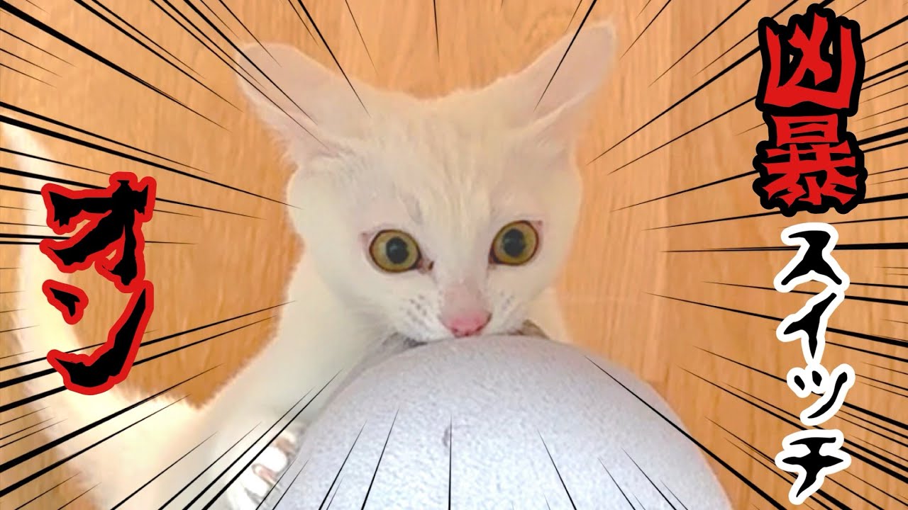 【豹変】さっきまで天使の子猫､突然‼︎ 悪魔に変身😱💦