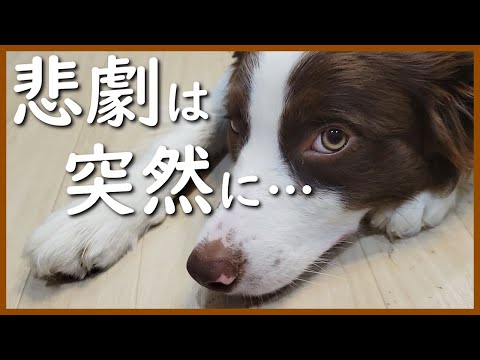 突然、愛犬がびっこを引いて歩き始めました😭【ボーダーコリー】