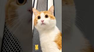 Funny Cat &amp; Cute Kittens818😻 #shorts #kucing #kucinglucu #funny #pet #cat #foryou #viral #viralvideo