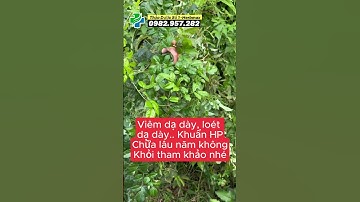 Cây Chè Dây – Thảo dược hỗ trợ dạ dày, giảm viêm loét, thanh nhiệt giải độc 🌿