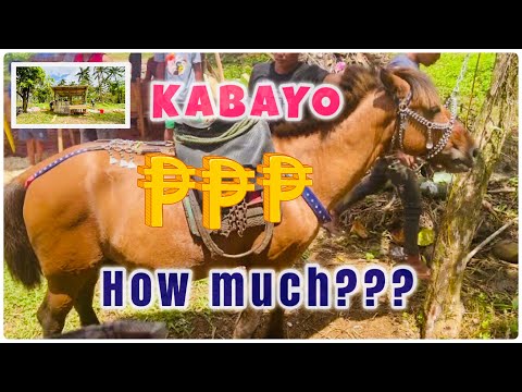 Video: Catamaran Ng Kabayo