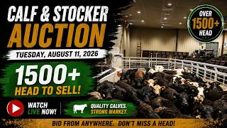 26 - Calf Stocker Auction