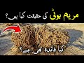 Maryam booti ke fayde ya bas logo ki baty   maryam flower benefits in islam