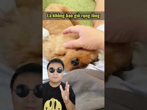 Video: 10 giống chó Bark Bark Ít nhất