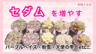 【多肉植物】今がチャンス！セダムをどんどん増やす