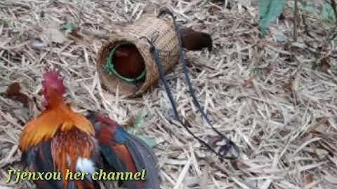 Suab poj qaib seev thiab tsauj tuaj zoo heev nawb cov phooj ywg kuv ywb sim lawm nawb