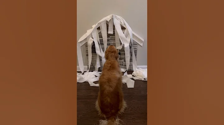 My dog destroyed my house! #dog #goldenretriever
