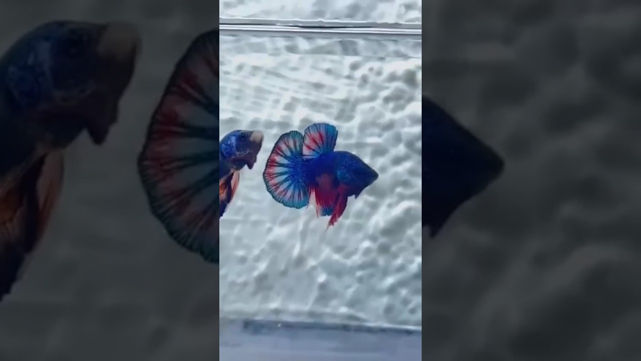aggressive Betta Fish 