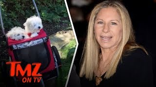 Barbra Streisand Took Her Clone Dogs to Visit Original's Grave | TMZ TV