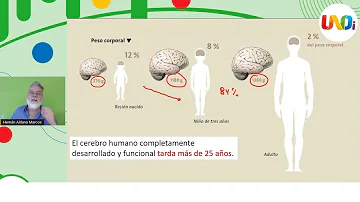 ¿Qué edad es la más crucial para el desarrollo del cerebro?