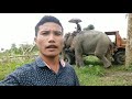 True Power Of Elephant || हाथी की शक्ति ||Loading Big Trees With Big Elephant ||