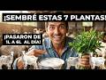Sembré estas 7 plantas en marzo y mis cabras flacas pasaron de 1 litro a 6 al dia