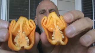 A Special Yellow Moruga Scorpion....grown By Dave Minor