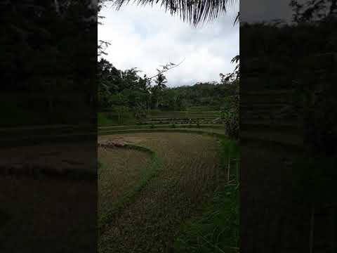 pemandangan hijau youtube