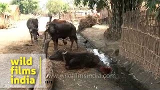 Livestock in rural Nepal