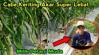 Cabe keriting akar super lebat