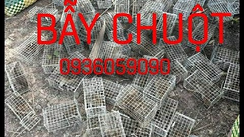 Tập 75: Bẫy chuột đồng. Bán lồng bẫy chuột đường mòn, bán lồng bẫy chuột không cần mồi , 0936059090.