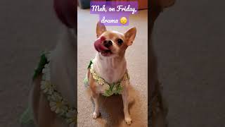 Pricillas Dramatic Look When She Want Snacks