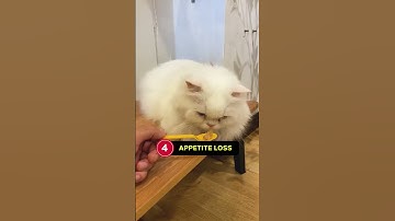 Five Signs That Your Cat Has Fever! 🤒